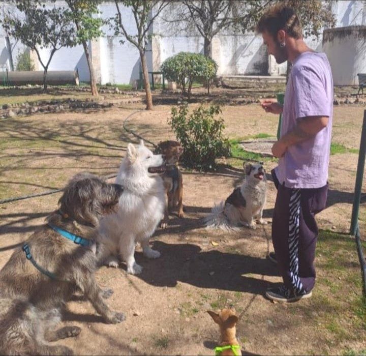 Sesión de adiestramiento grupal en el parque