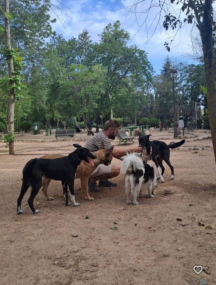 Paseo de varios perros en Granada