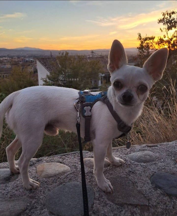 Chihuahua paseando por Granada