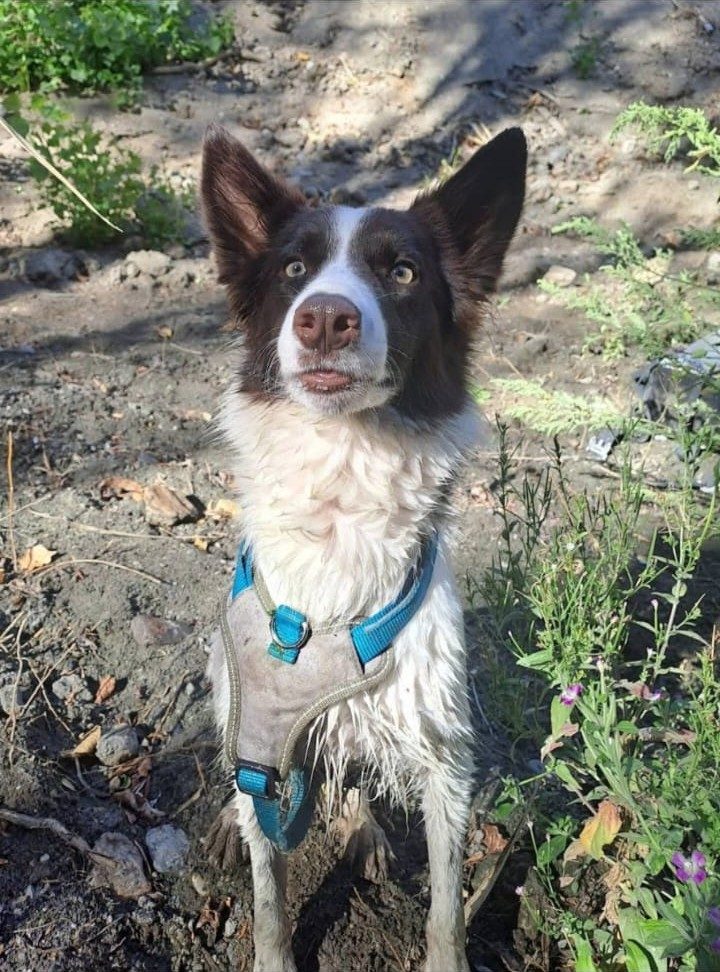 Perro border collie que se alojó en la residencia